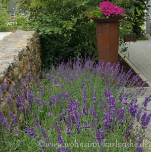 Lavendel(1)       
