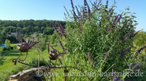 Lavendel(6)       